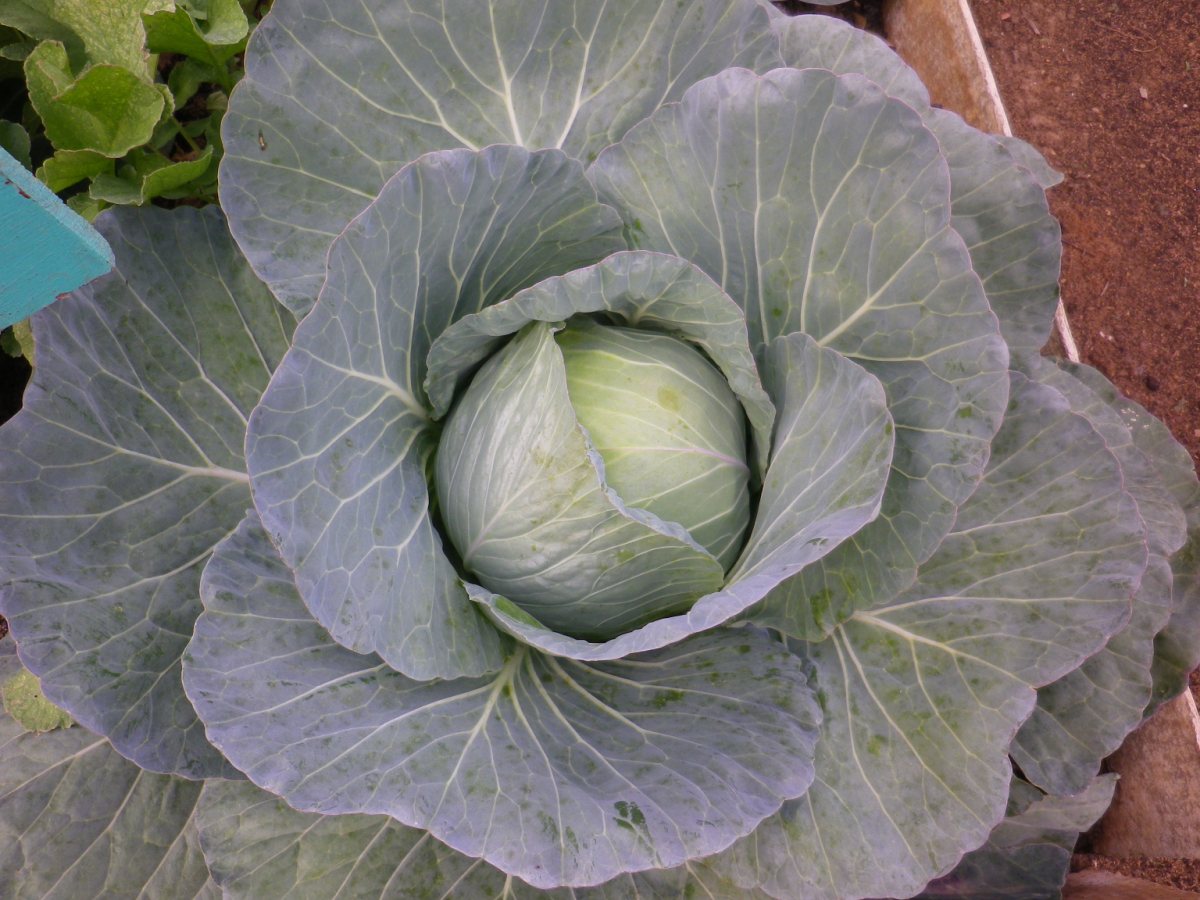 Organic Farm07.jpg